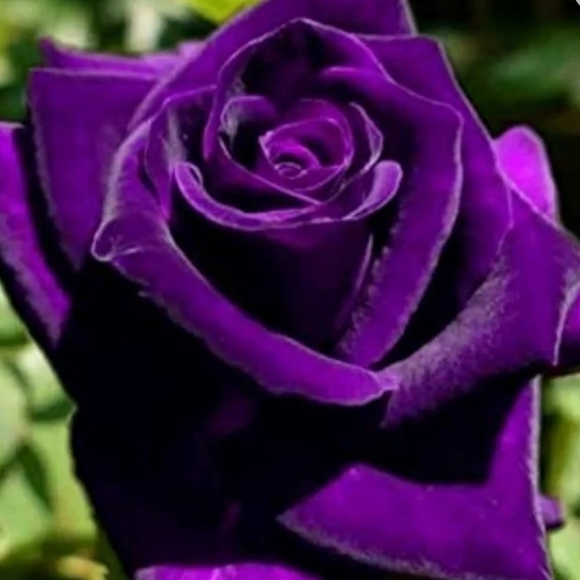 kvalentine1735